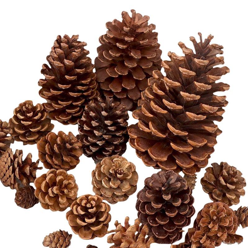 Natuurlijke Gedroogde Dennenap - Dried Flower Bulk recensie en prijs
