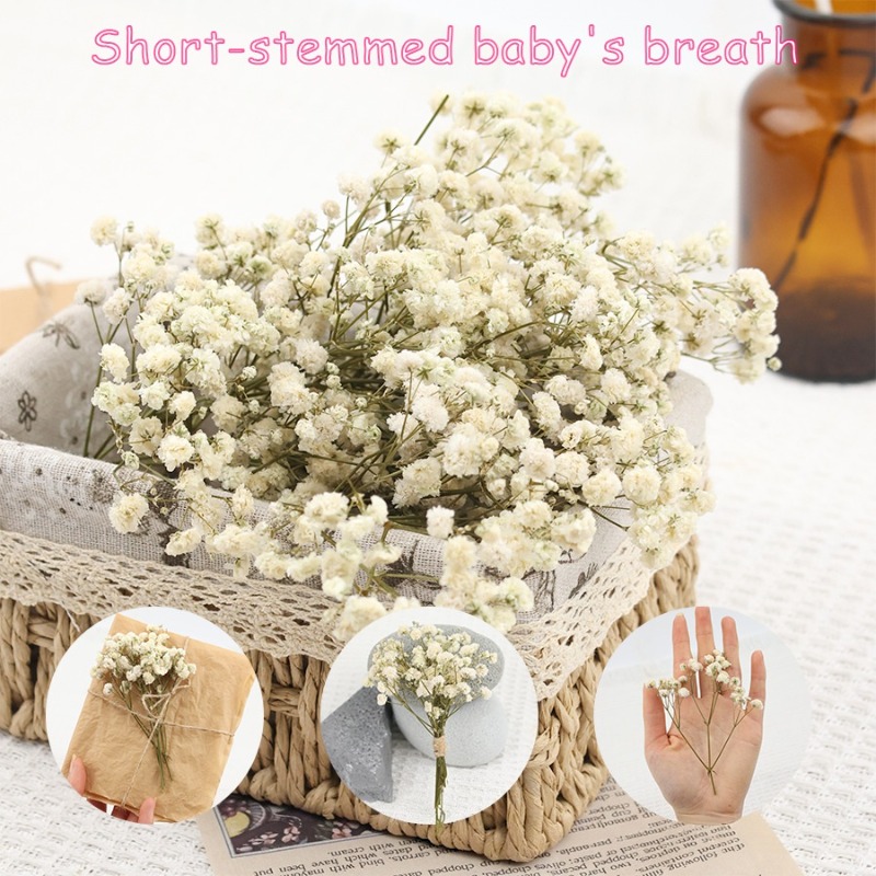 50 stuks natuurlijke gedroogde - Dried Flower Bulk recensie en prijs