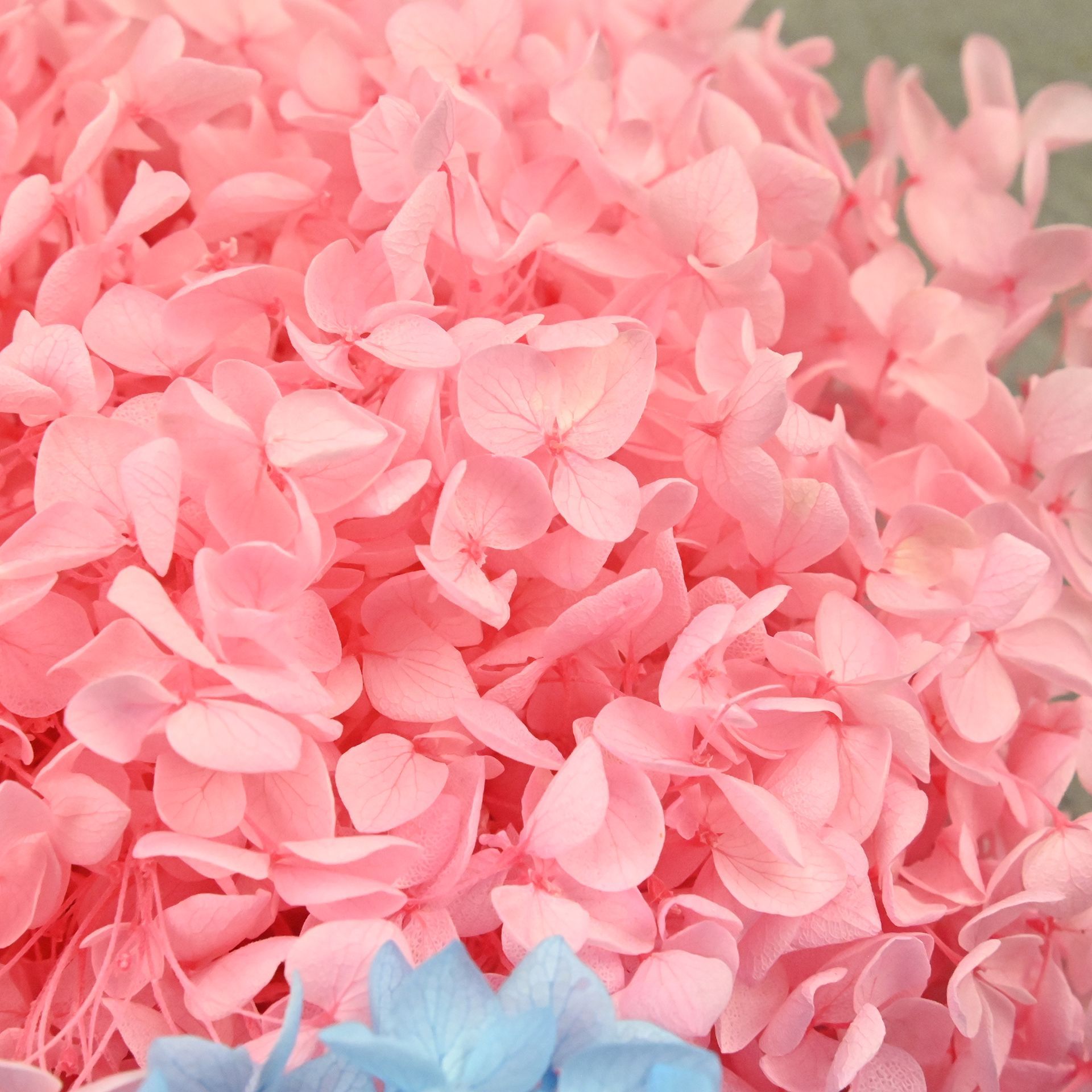 20g natuurlijke hortensia bloe - Dried Flower Bulk recensie en prijs